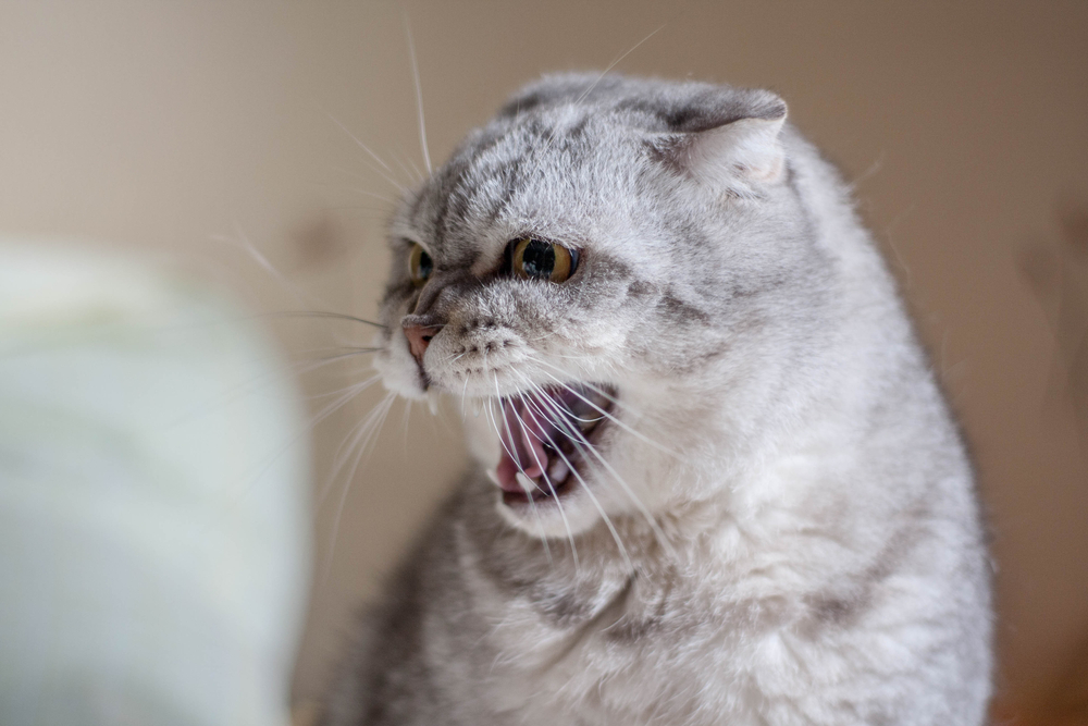 猫が突然シャーッと唸る・威嚇する理由は？原因と対処法を知ろう！