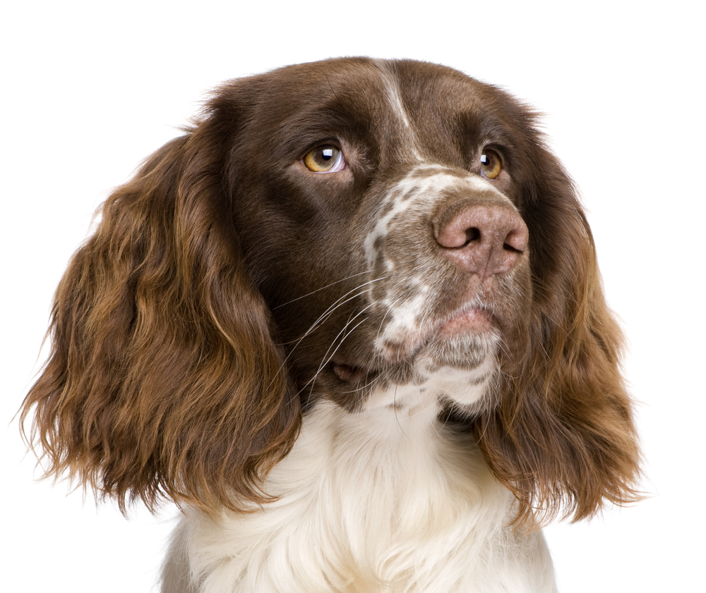 English Springer Spaniel, 10 months old, in front of a white background