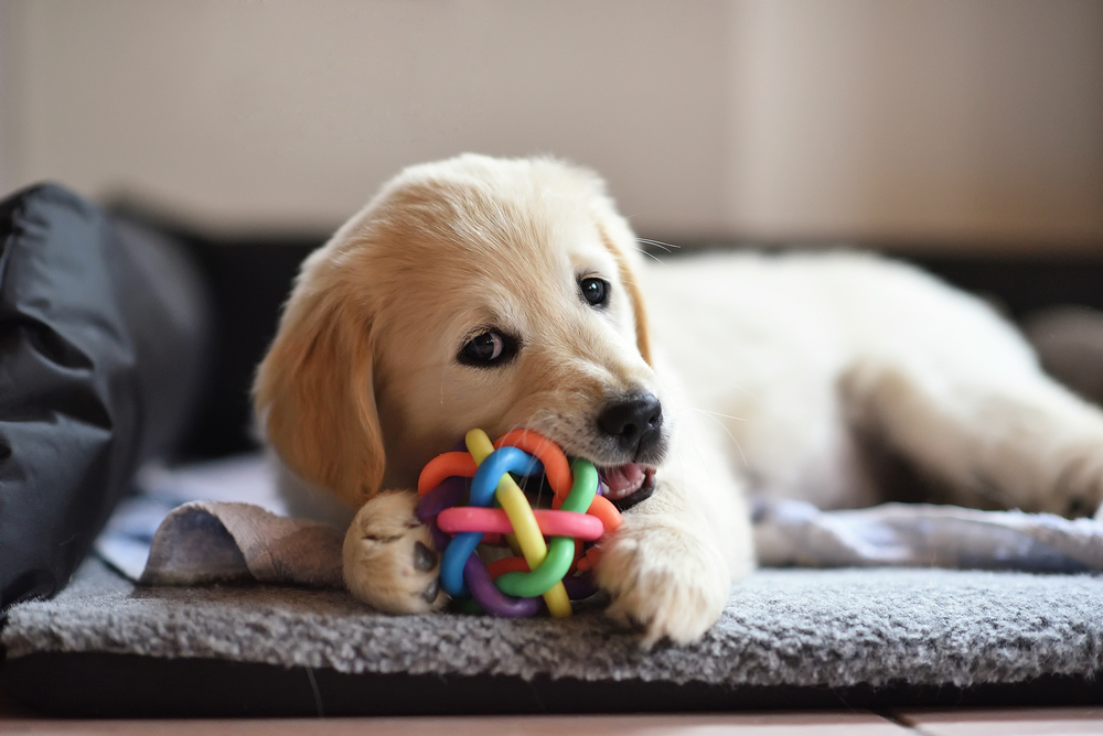 おもちゃを口にくわえて遊ぶ犬