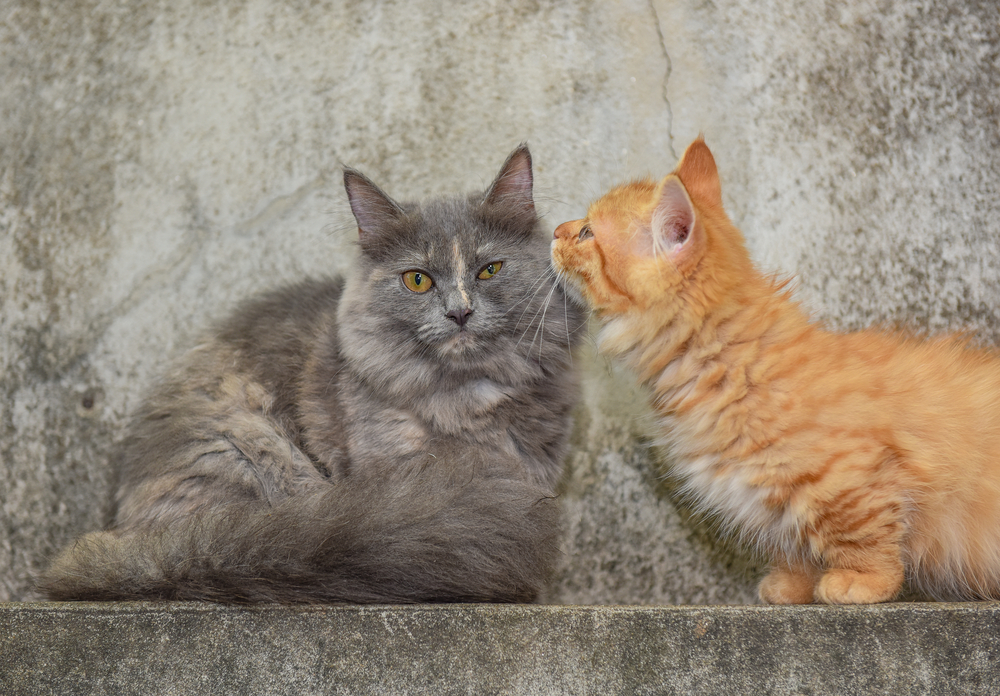 Couple Munchkin Cat, Gray And Orange, Thailand.