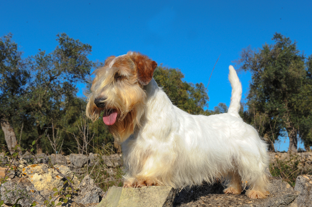 Portrait of  Sealyham Terrier Dog in outdoors.