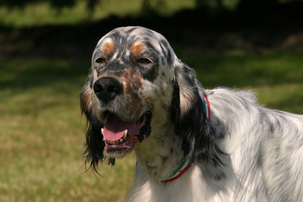 Portrait of an English Setter dog in outdoors.