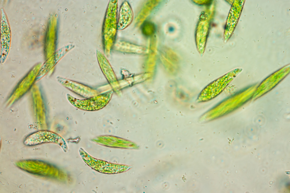 Euglena is a genus of single-celled flagellate Eukaryotes under microscopic view for education.