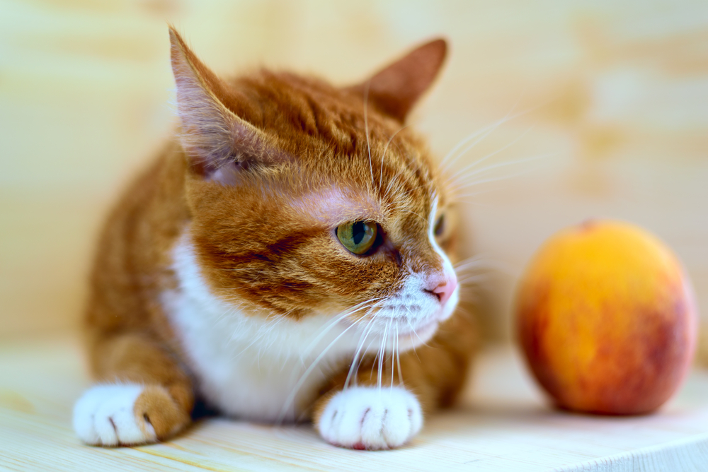 【獣医師監修】猫に桃はOK！食べてもいい量と与えるときの注意点【2023年版】