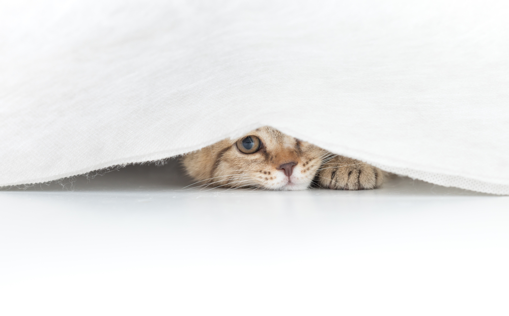 猫が隠れて出てこない！家の中でいなくなった猫を探す３つの方法。
