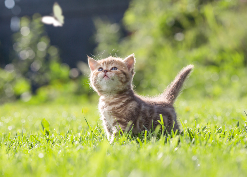 Young cat outdoor looking at butterfly in grass