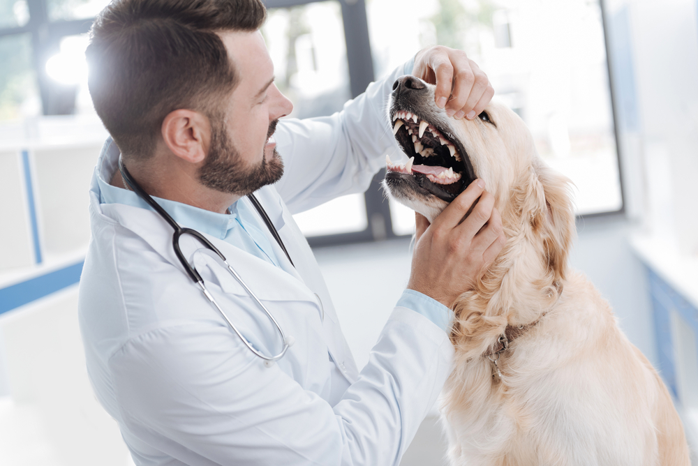 Competent veterinary checking all teeth