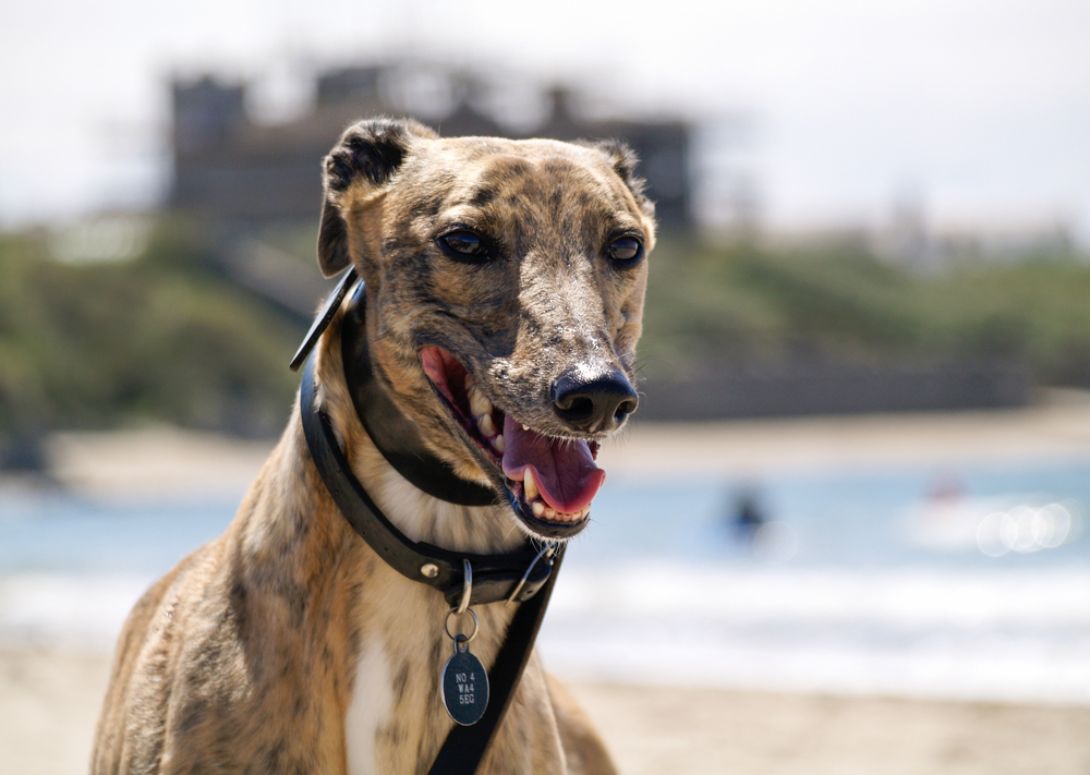 A beautiful pedigree brindle greyhound, with its mouth open on a beach with a shallow depth of field.