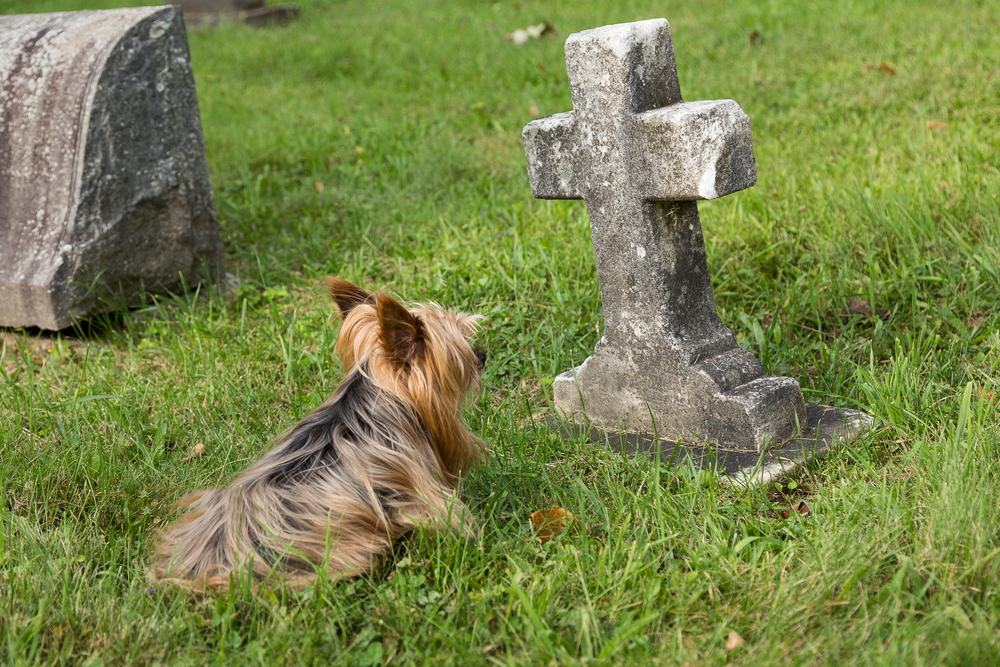 お墓の前に佇む犬