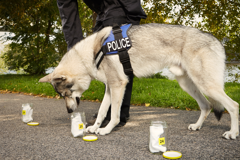 Processing of odor traces by police dog on outdoor location