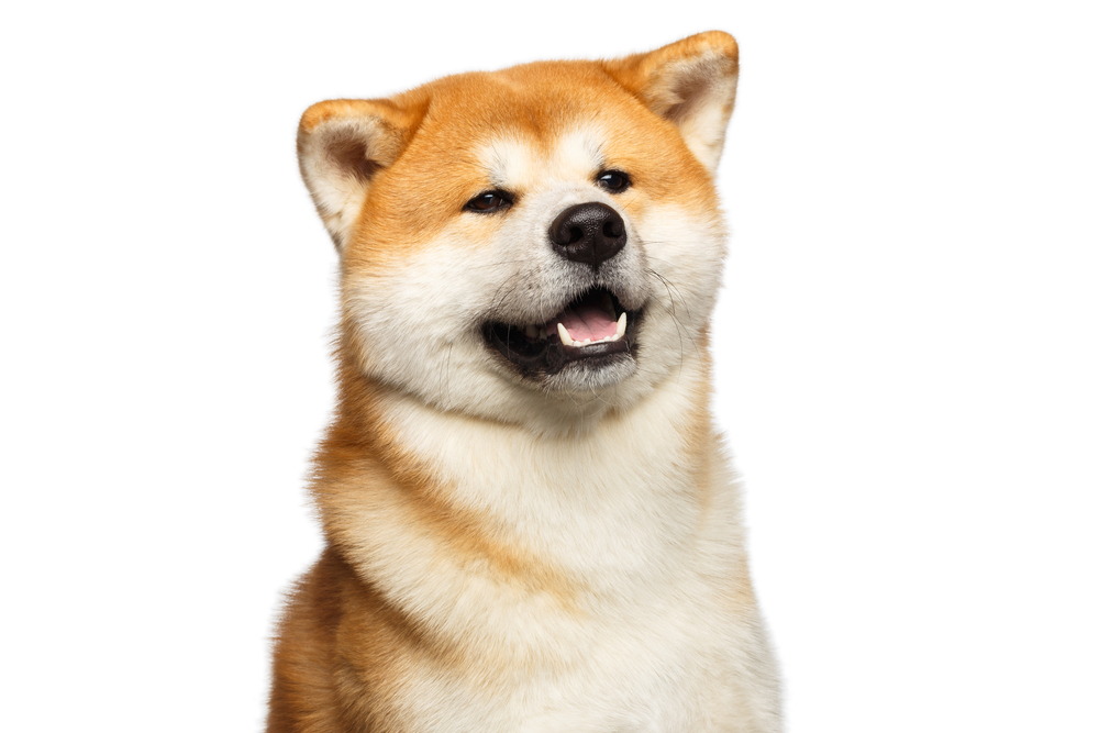 Funny Portrait of Akita inu Japanese breed of Dog, Looks Cute on isolated white background, front view