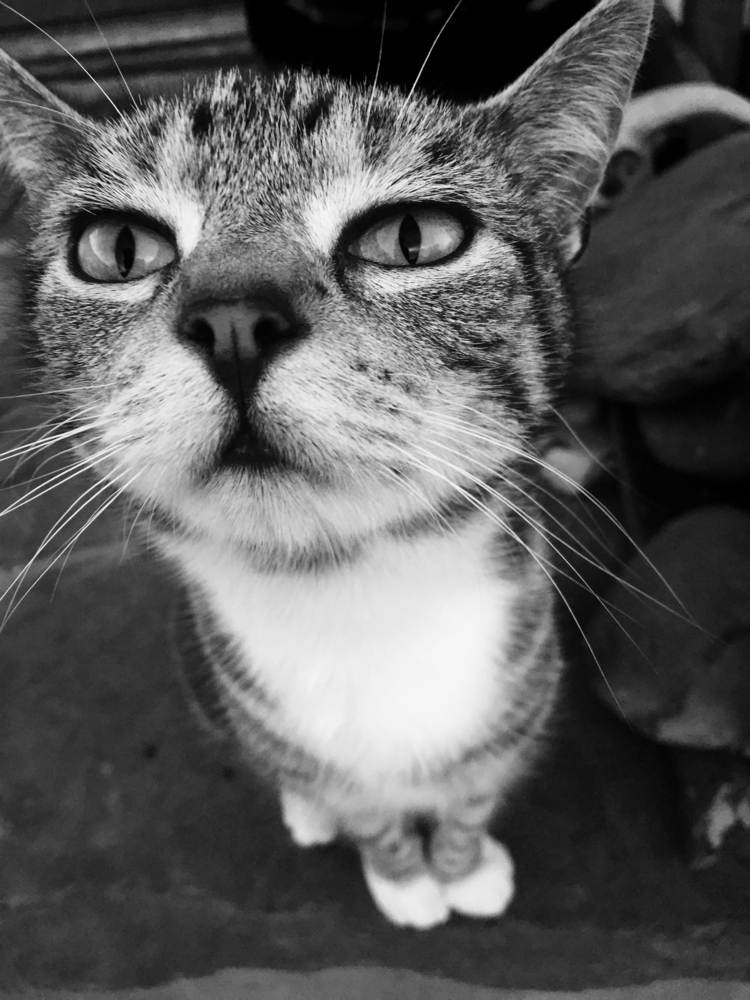 high angle portrait of Manx cat