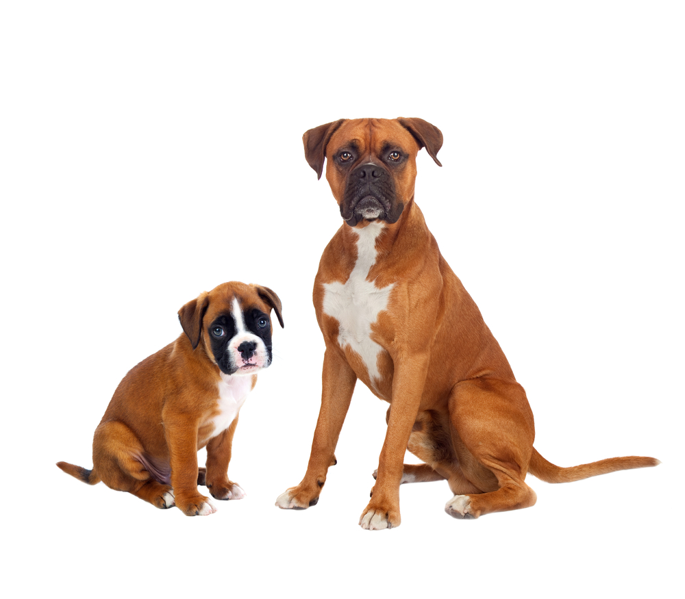 Family boxer dogs isolated on a white background