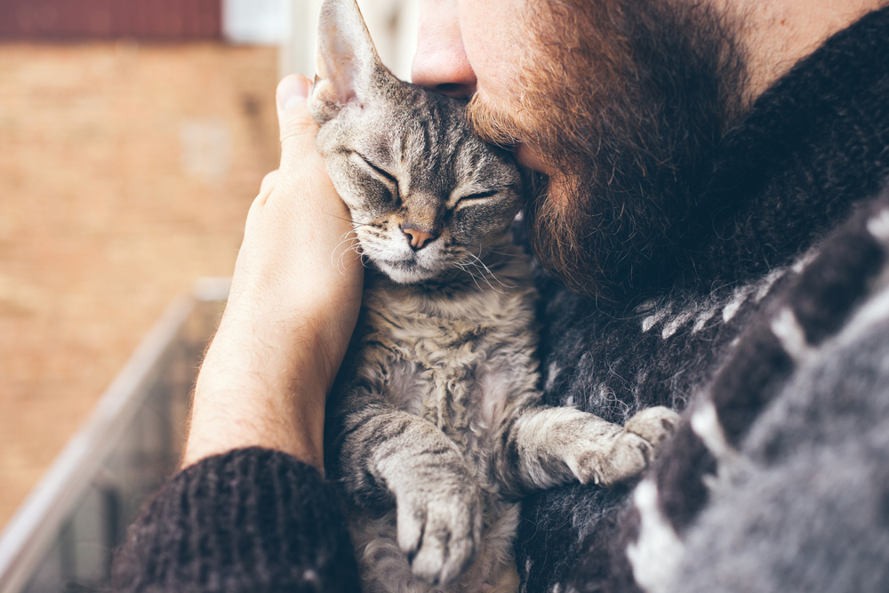 Close-up of beard man in icelandic sweater who is holding and kissing his cute purring Devon Rex cat. Muzzle of a cat and a mans face. Love cats and humans. Relationship, weasel.