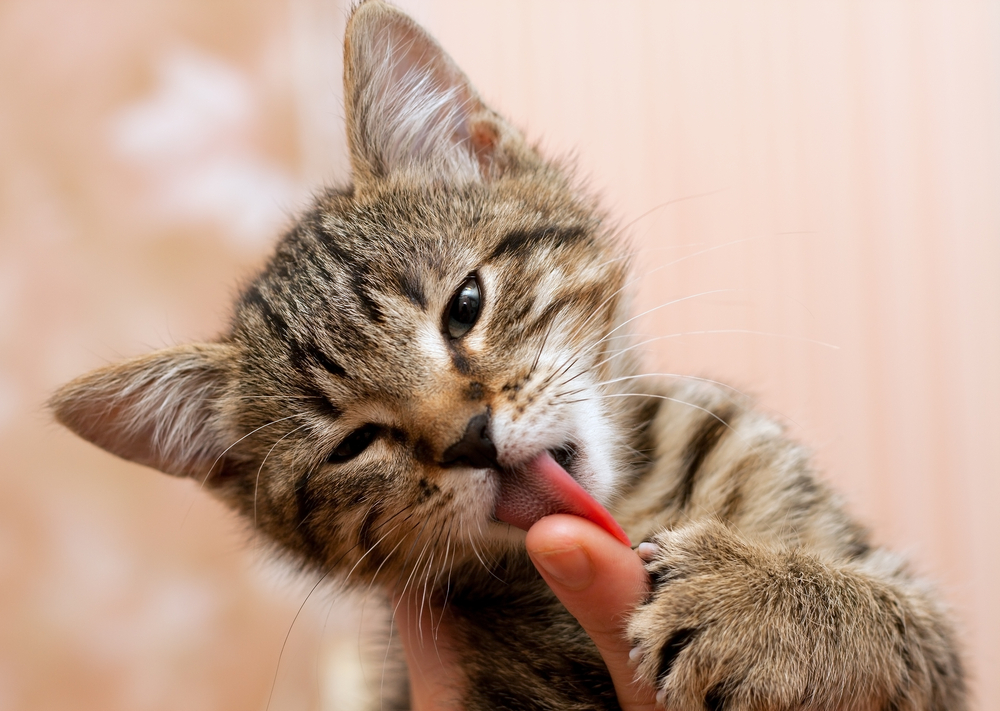 生後４ヶ月の子猫の育て方：留守番・噛む問題について