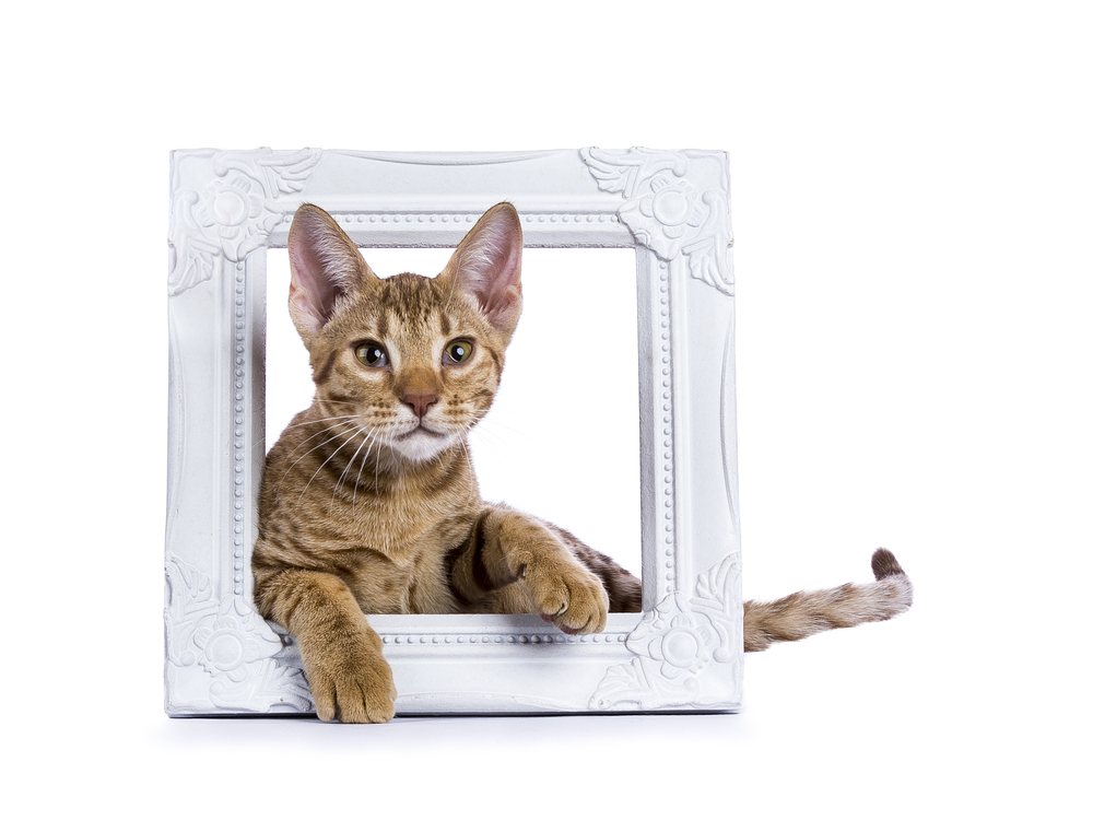 Ocicat kitten laying in white wooden photo frame isolated on white background
