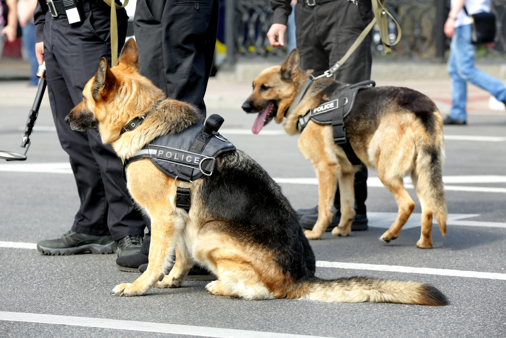 Smart police dogs outdoors