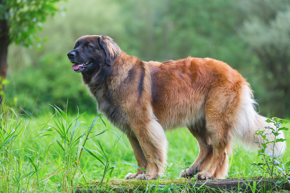 outdoor portrait of a Leonberger dog who sits on a tree trunk
