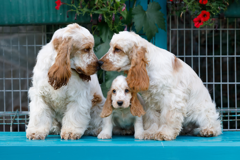 English Cocker Spaniel family posing in summer garden.