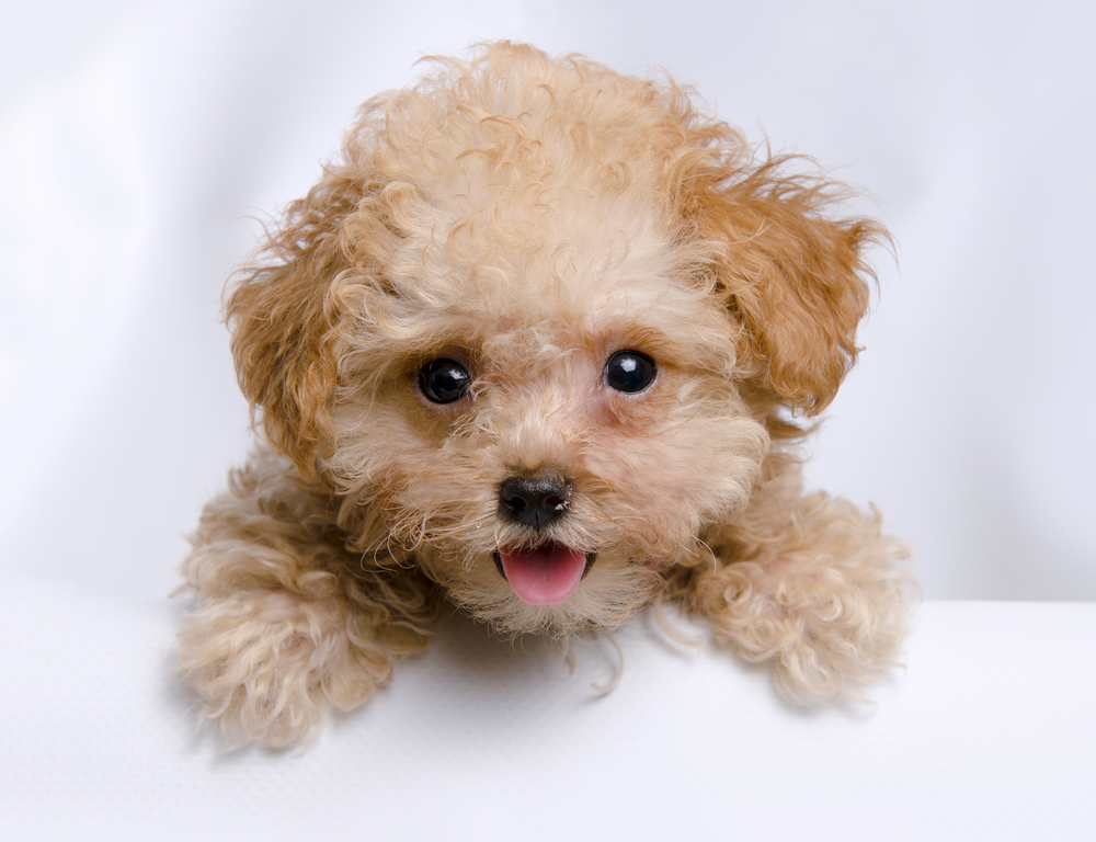Cute teddy bear toy teacup toy poodle puppy looking over the bathtub