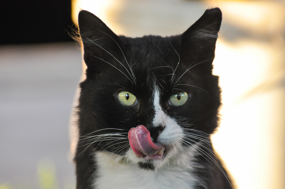 猫がキャベツを好きなのは大丈夫？食べる方法と気をつけたい結石について。