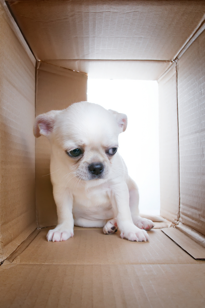 Sad puppy into cardboard box. Sadness, loneliness, socialization problems and shelter theme