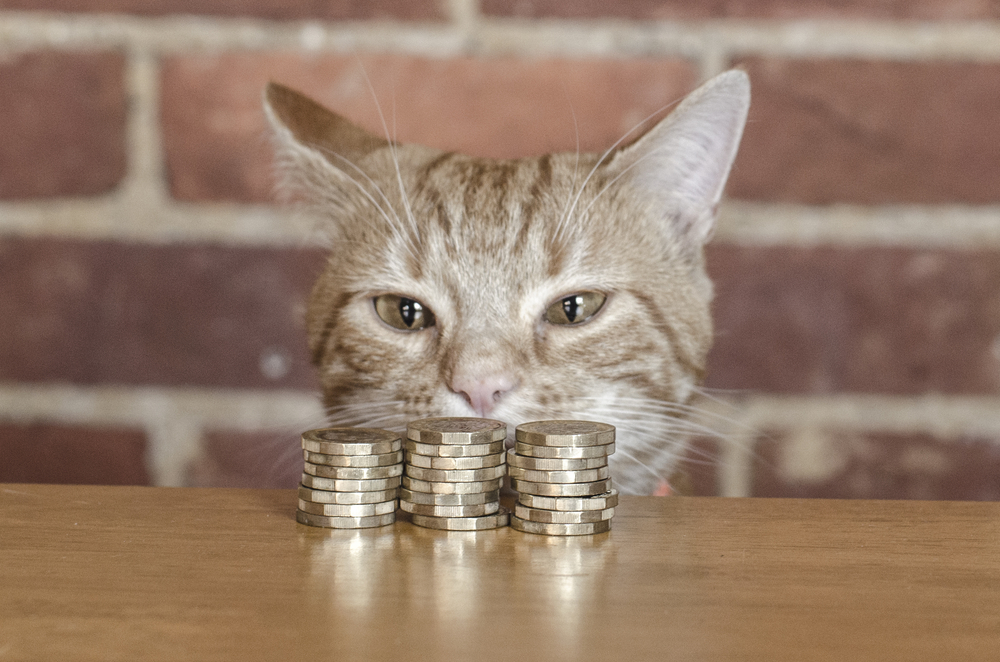 お金を見つめる猫