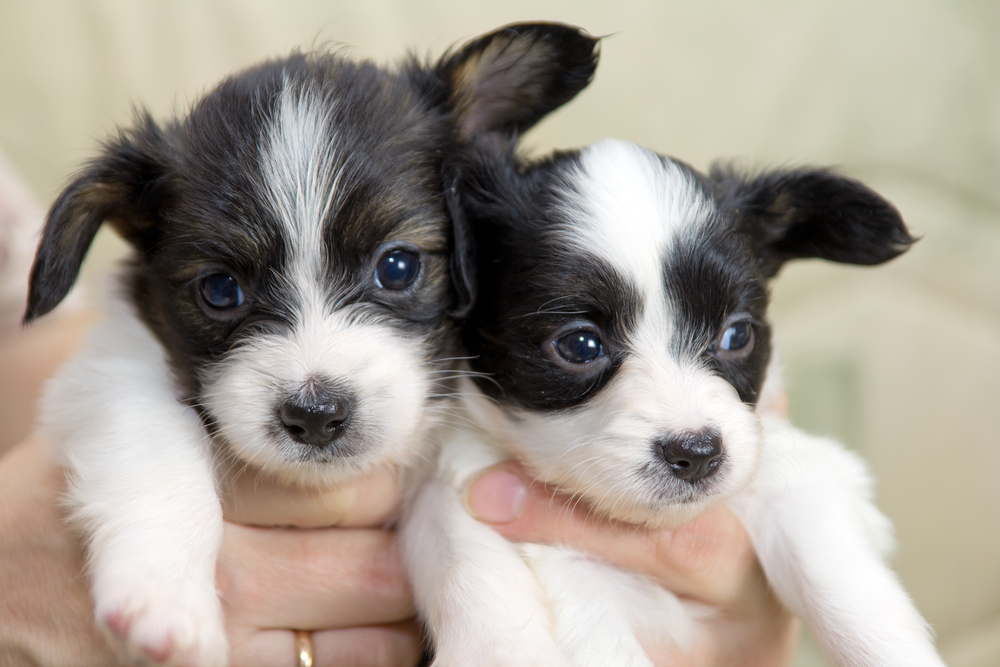 Little Puppies Papillon in the hands of woman