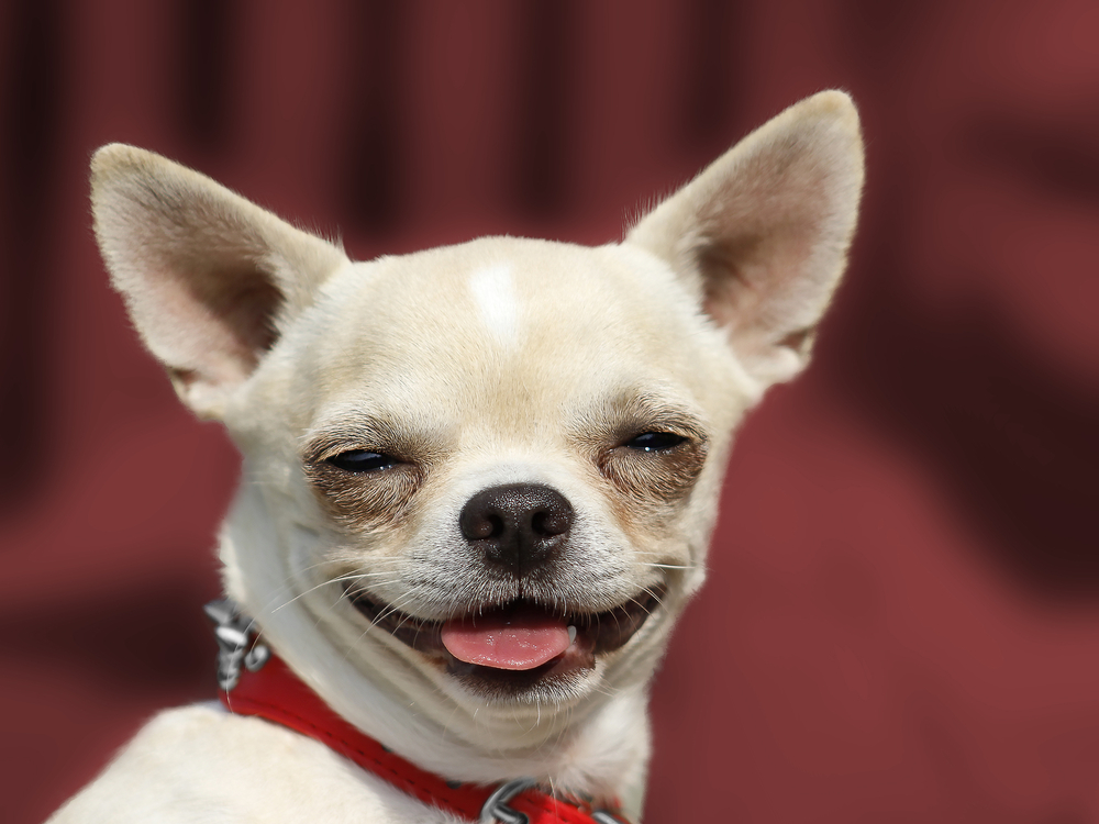 Dog Chihuahua head portrait - Short-haired - Red background