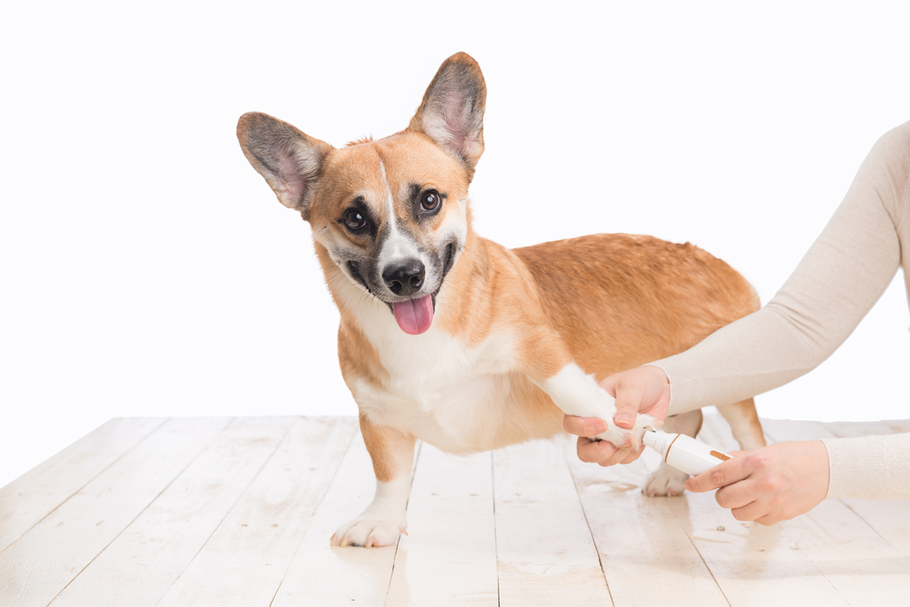 【獣医師監修】犬も爪とぎする？爪のお手入れ方法についてしっかり知っておこう【2023年版】
