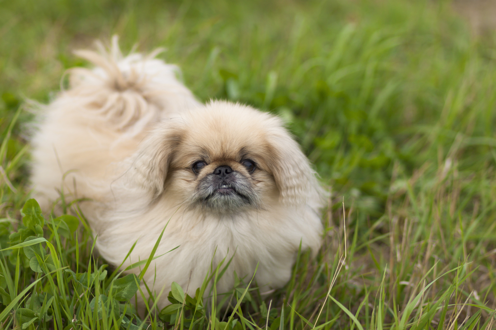 Dog Pekingese walks in the park in the summer on a cloudy day