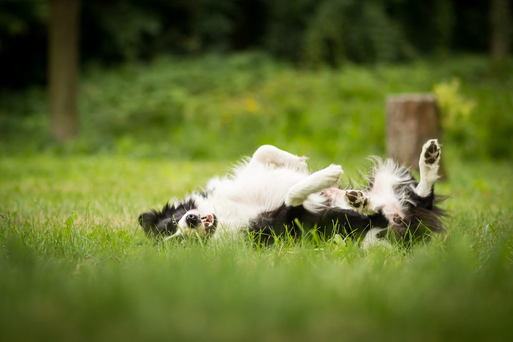 amazing black and white young purebred border collie scratching her itchy back in the grass
