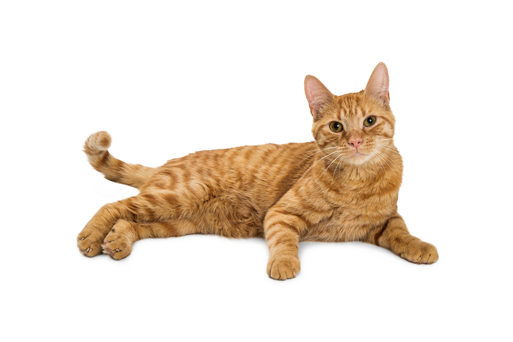 Pretty orange tabby cat lying down on white looking into camera