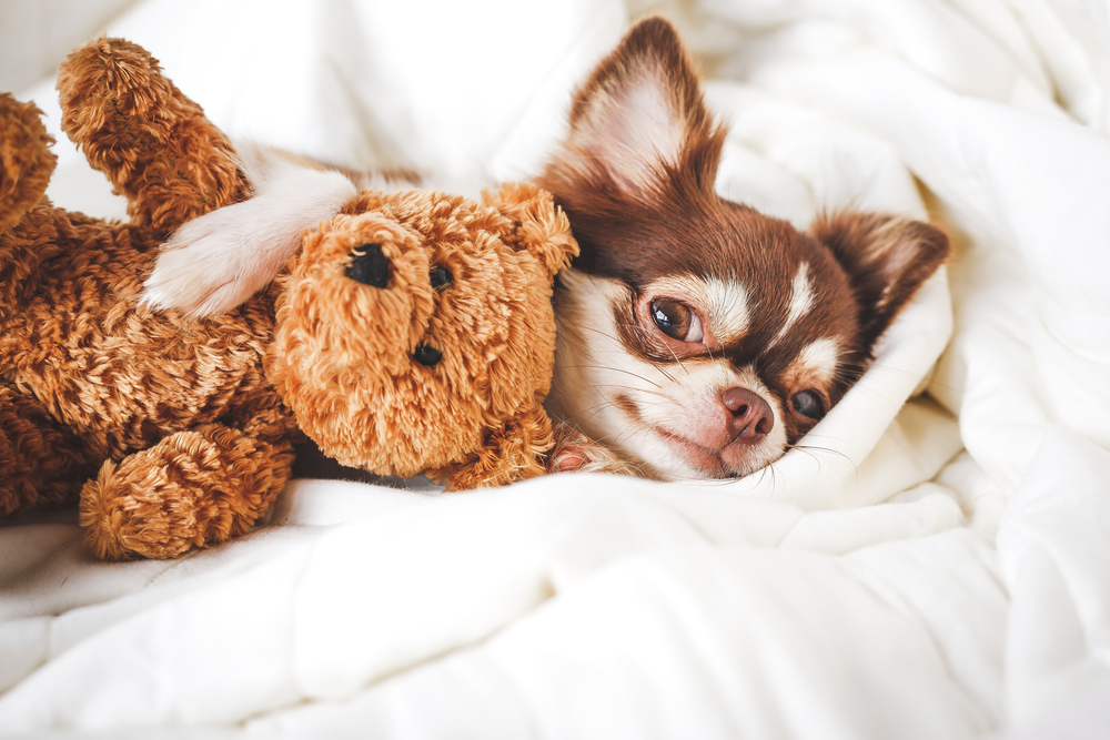 Cute chihuahua puppy sleeping with teddy bear on the white bed.Vintage style