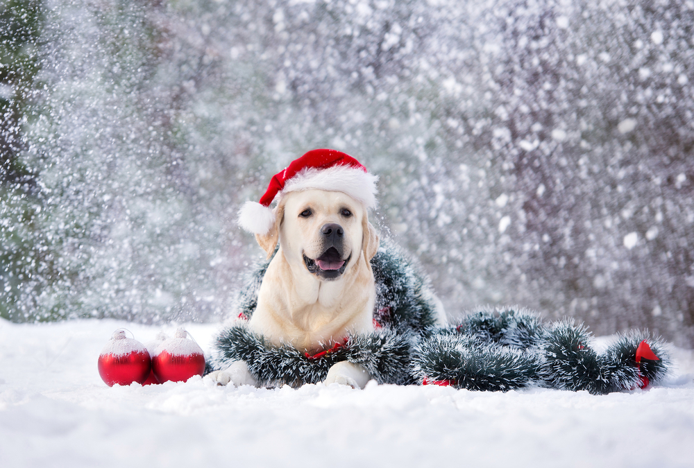 【最新版】愛犬の冬の適切な温度とは？部屋の温度なども徹底解説！