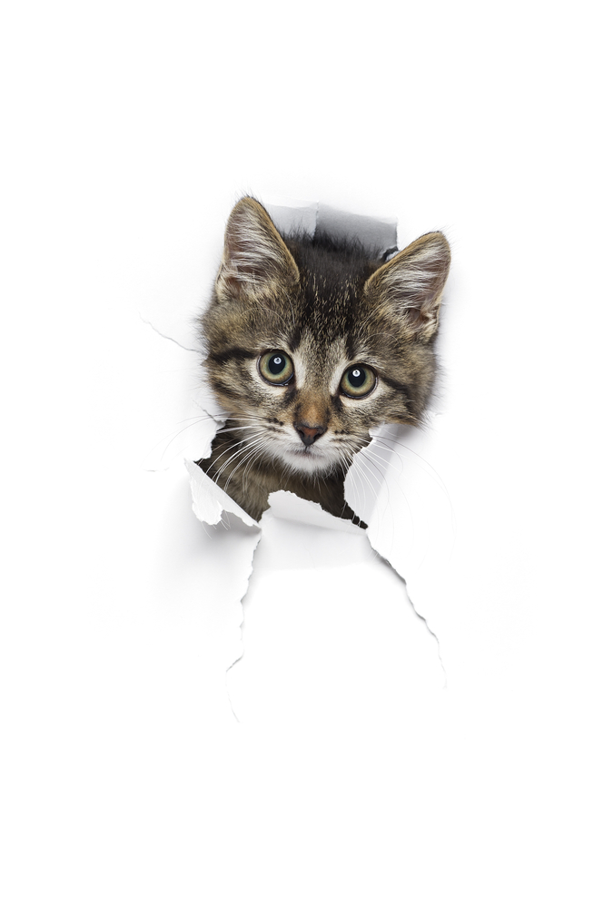 Kitty in hole of paper, little grey tabby cat looking through torn white background, funny pet