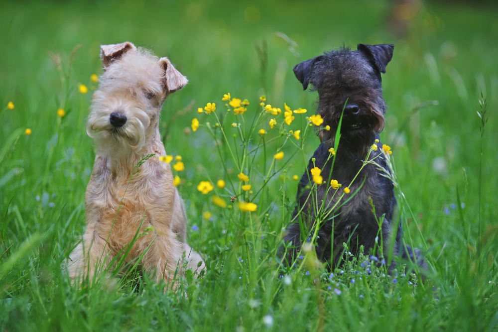Red and blue Lakeland Terrier dogs sitting outdoors on a green grass with yellow flowers
