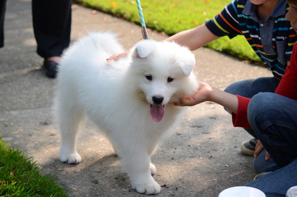 Children playing with a cute pet dog, a white Japanese spitz puppy, on the street on a sunny day 

