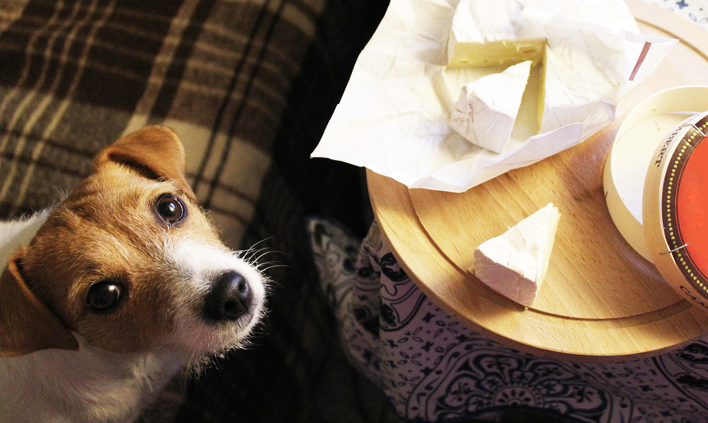 犬がチーズを食べるのは大丈夫？食べさせ方も解説！