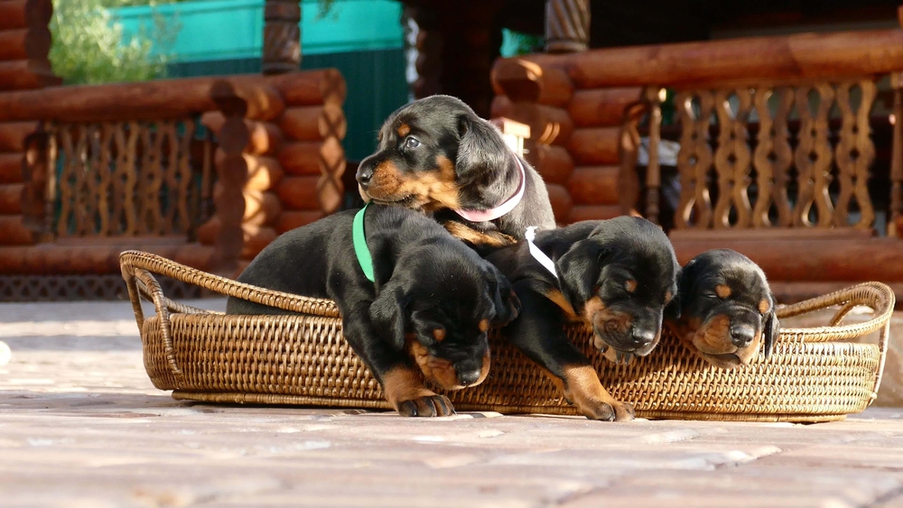 Group of doberman puppies in basket, outdoors