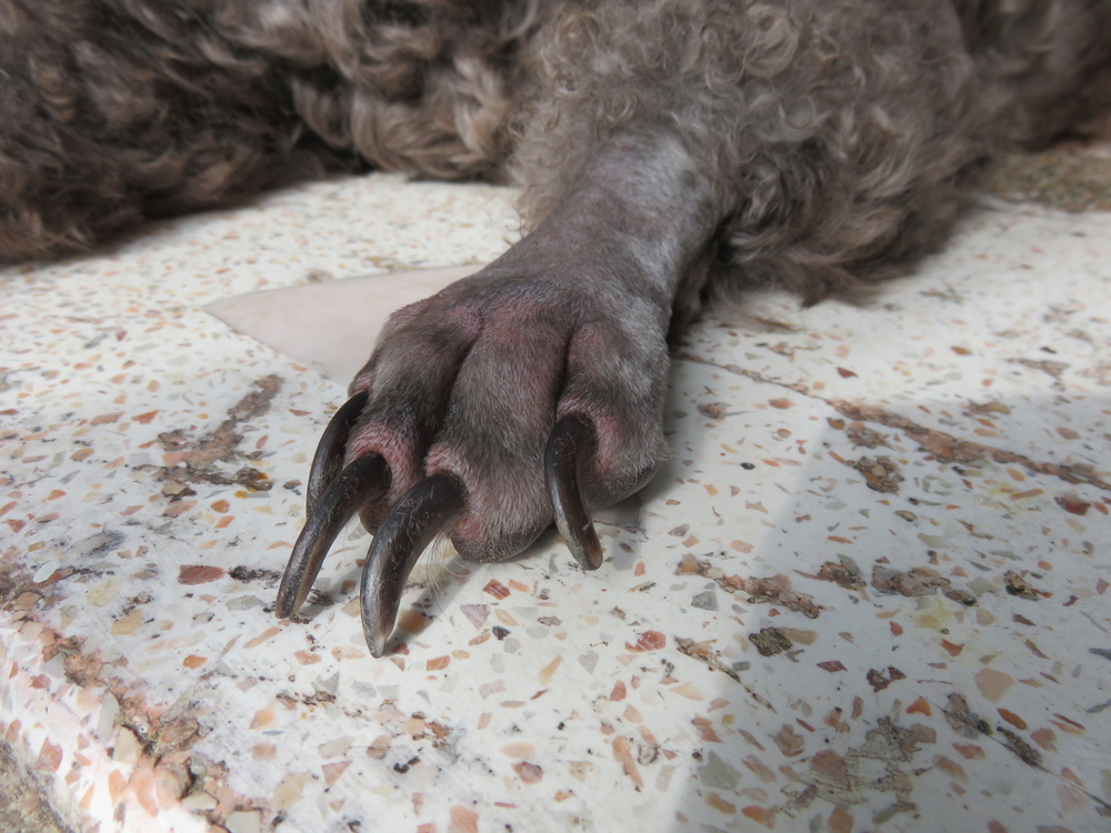 伸びすぎた犬の爪