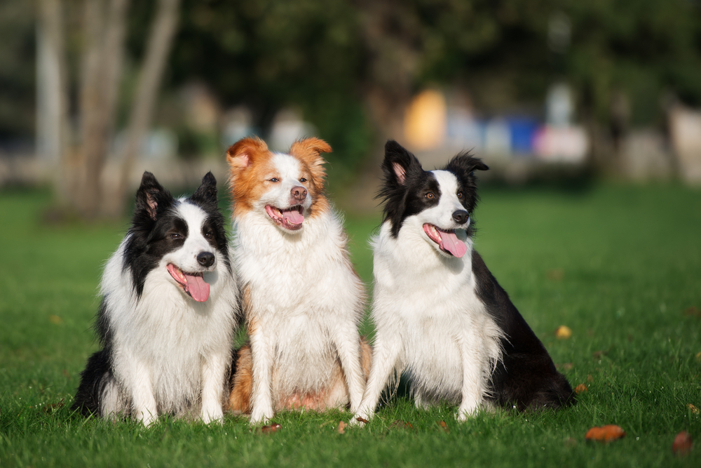 three border collie dogs posing together outdoors