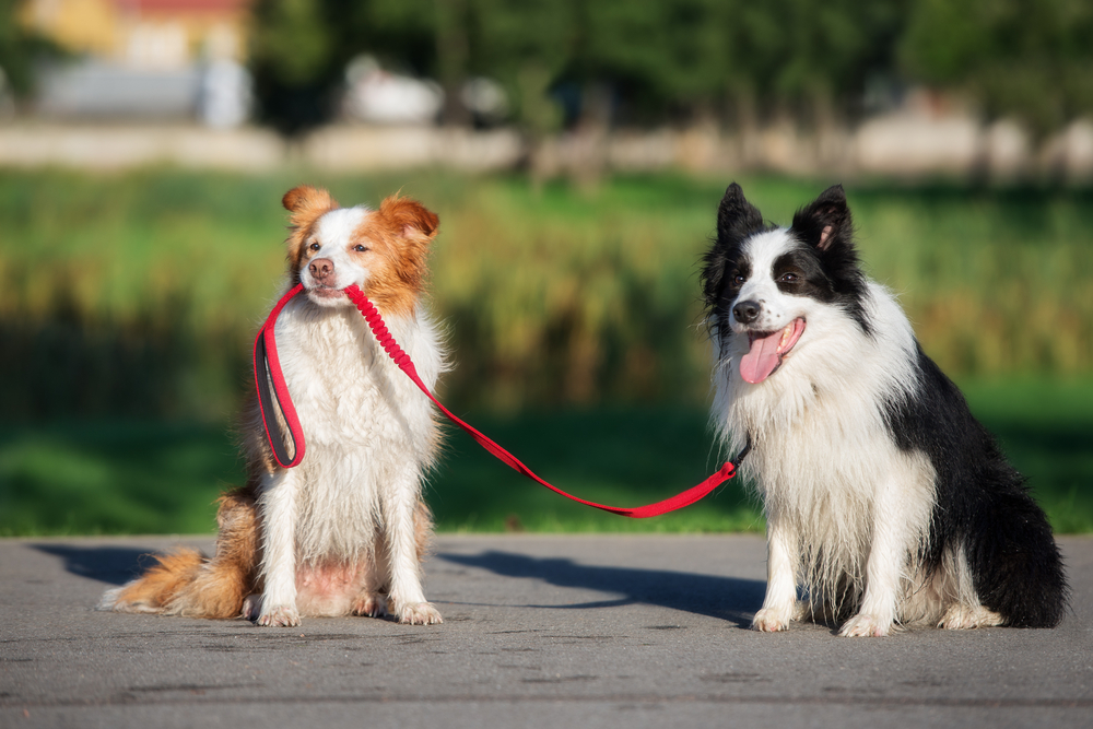 border collie dog holding another dog on a leash