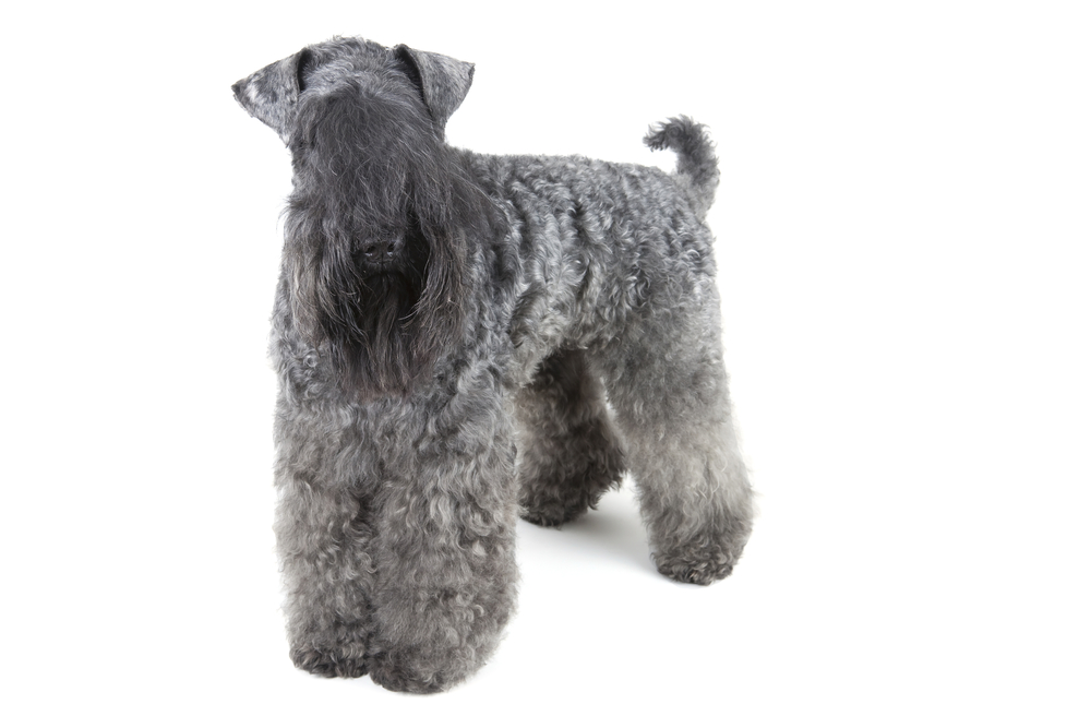 Kerry Blue terrier on white background