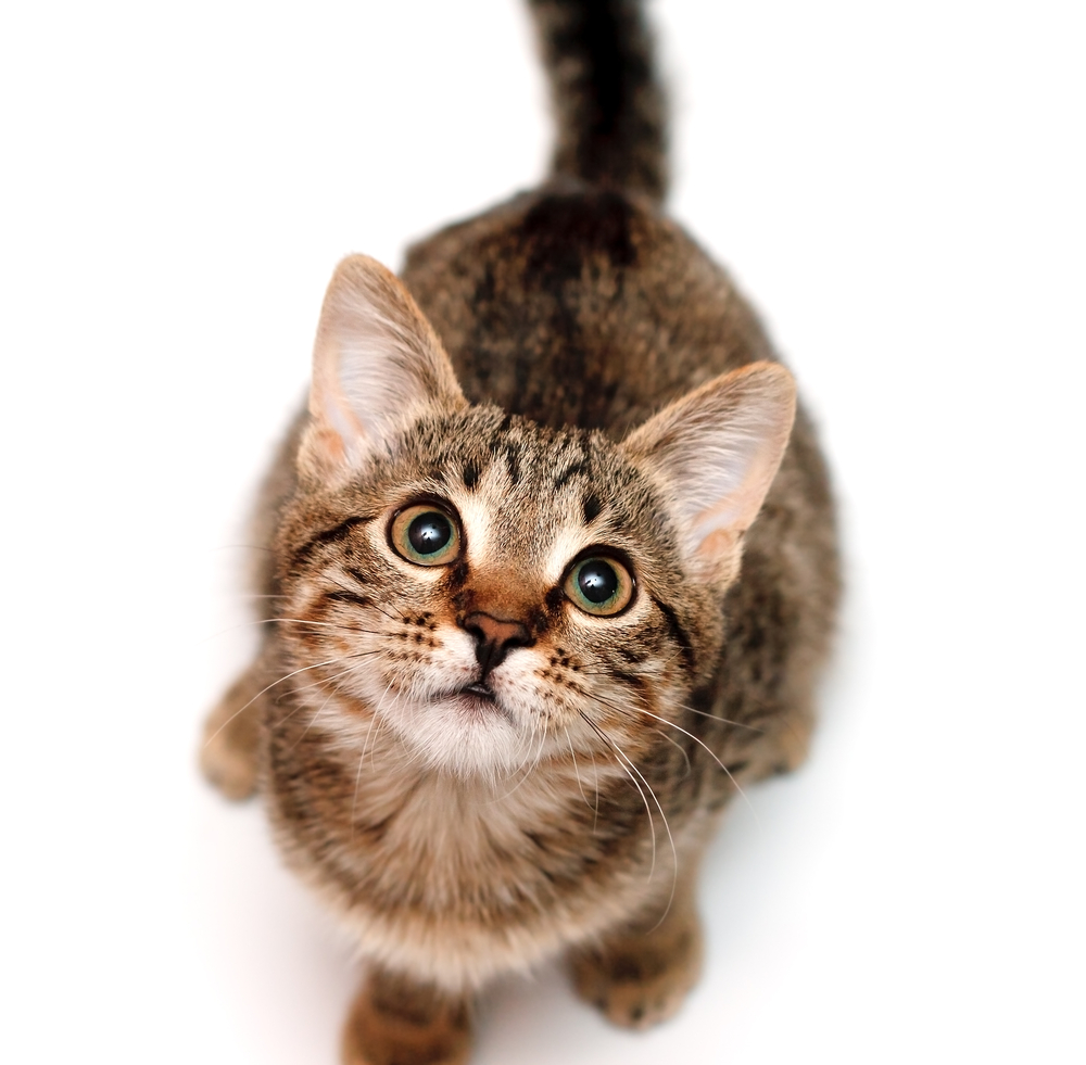 Kitten sits and looks upwards on white background