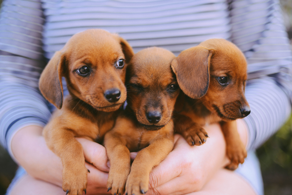 dachshund puppy. dachshund puppy portrait outdoors. many cute dachshund puppy playing outdoor. Shorthaired Dachshound. A beautiful dachshund puppy dog with sad eyes dog portrait