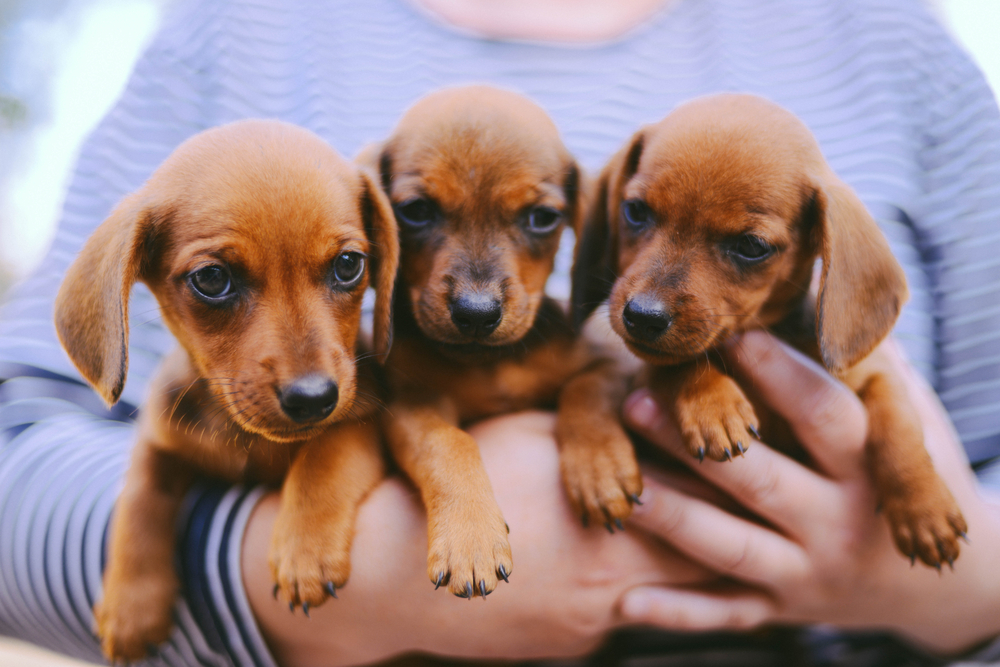 dachshund puppy. dachshund puppy portrait outdoors. many cute dachshund puppy playing outdoor. Shorthaired Dachshound. A beautiful dachshund puppy dog with sad eyes dog portrait