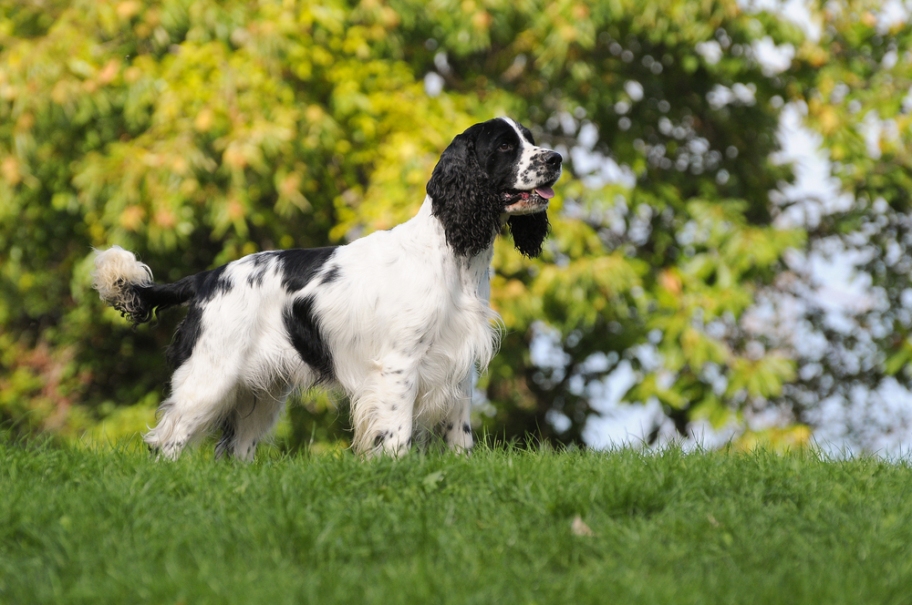 Dog breed English Springer Spaniel in outdoors.
