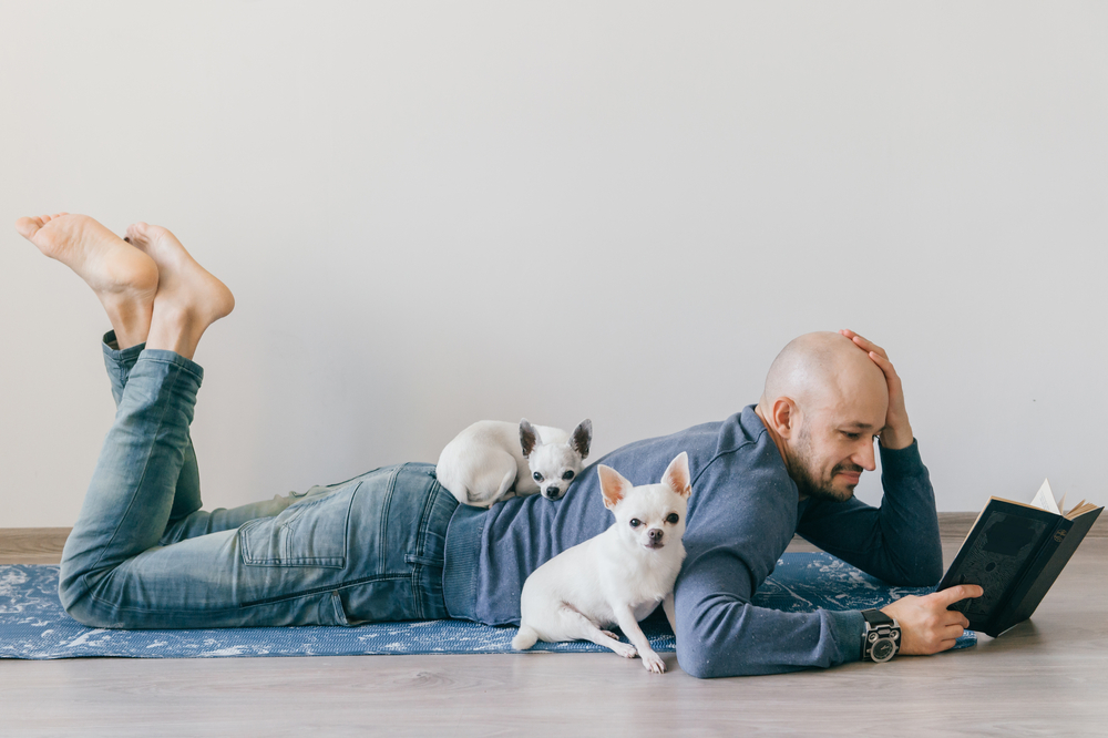 Adult bald man in fashionable clothing lying on yoga mat. Young guy reading book. Two white male chihuahua puppies at home. Pet sleeping with owner. Little lovely furry dog sitting on wooden floor