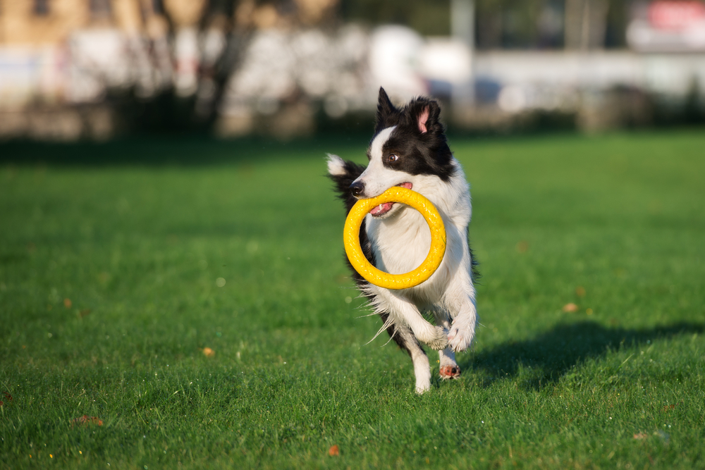 border collie running with a toy
